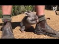 This wombat thinks hes a dog