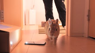 A weird noise sounded from the hall, so I went to check with the bunny【No.916】