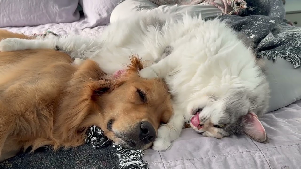 Stevie Nicks & Bjork