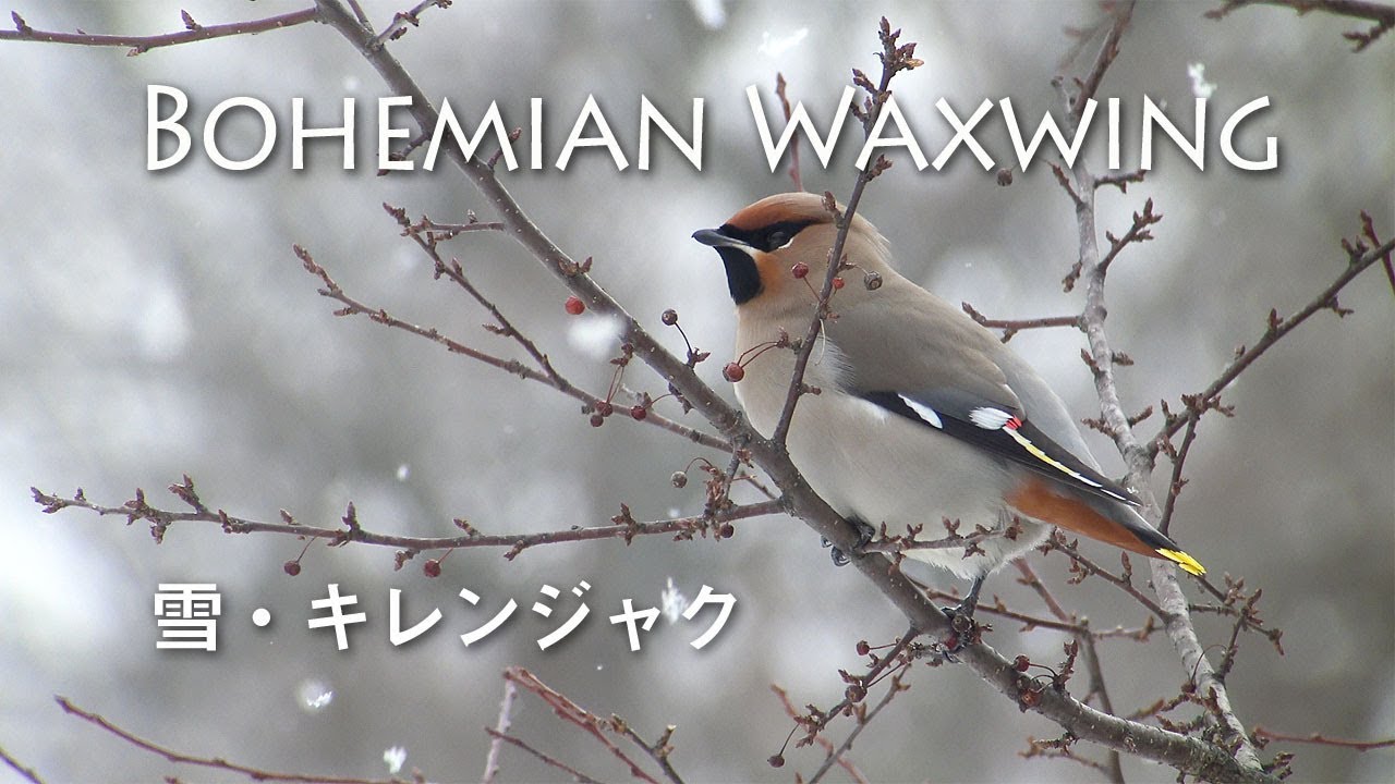 Bohemian Waxwing Youtube