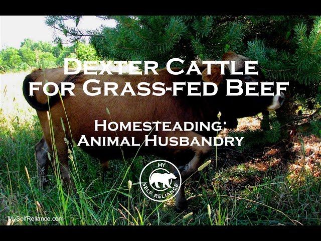 Dexter cattle for grass fed beef.