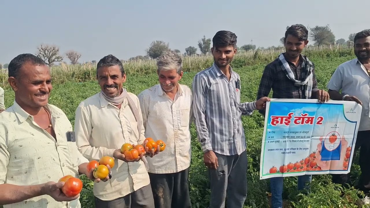 Advanta ki variety - Hi Tom2 