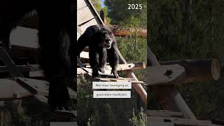 Download Lagu Chimpansee Tino 30 kilo afgevallen! - Stichting AAP MP3 Download Lagu Chimpansee Tino 30 kilo afgevallen! - Stichting AAP MP3