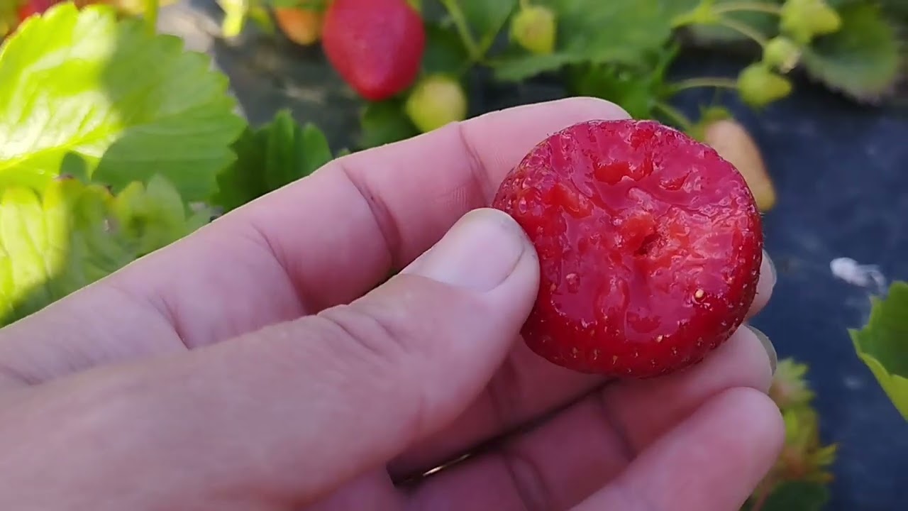 Огляд на Гігант Джорнею,Мармеладу і Молінг століття