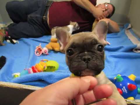 Gabby Puppies - French Bulldog Puppies ~ Oregon French Bulldog Breeders animals worksheet