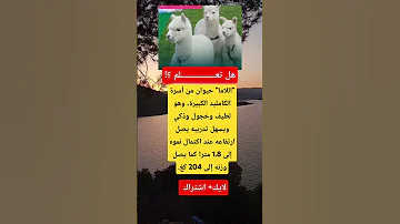 هل تعلم اللاما حيوان من أسرة الكامليد الكبيرة وهو لطيف وخجول وذكي ويسهل تدريبه يصل ارتفاعه عند 