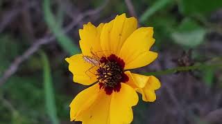 Zelus sp. assassin bug nymph sits on tickseed flower, drinks nectar for minutes before nightfall