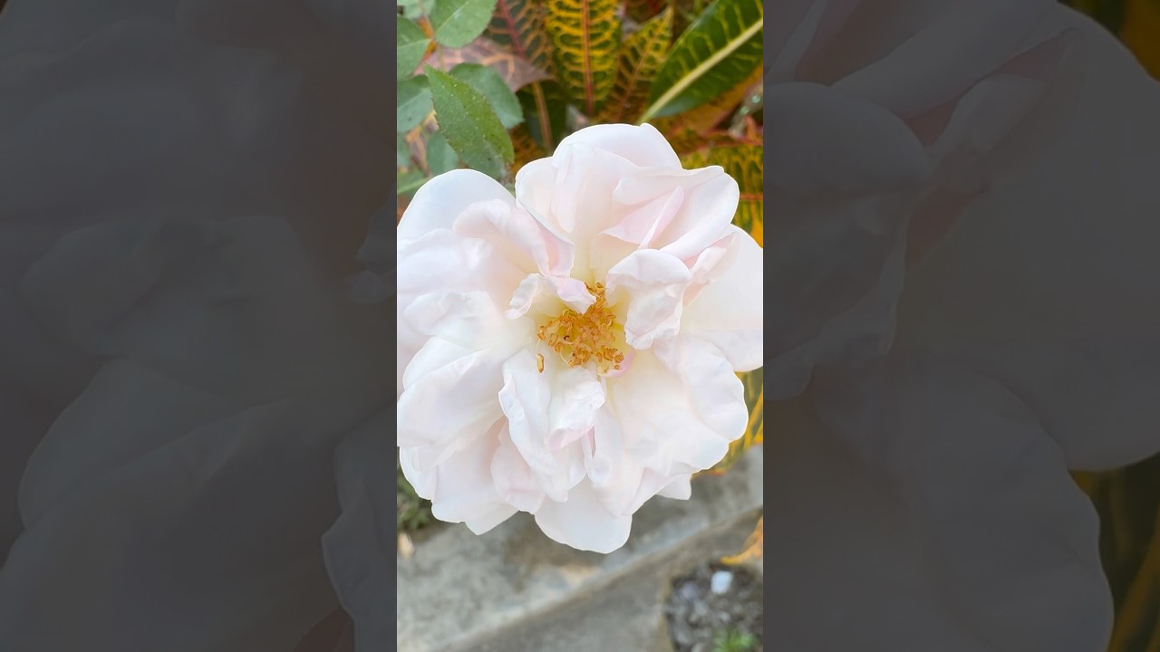 White Rose Flower | Symbol of Peace & Purity 