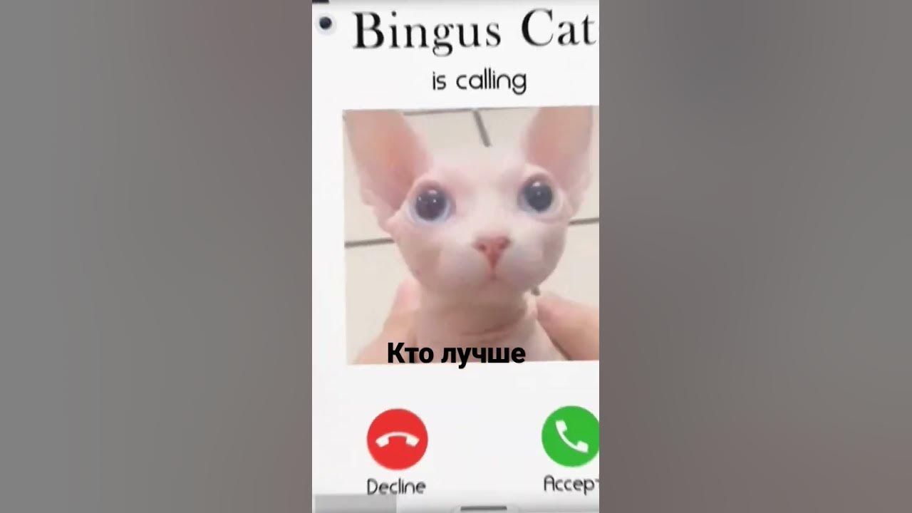 #флопа # бингус - YouTube