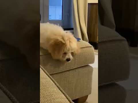 Dog Drops His Bone #shorts