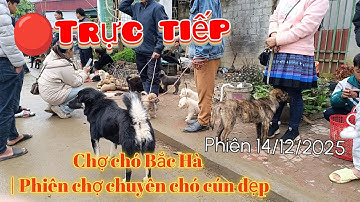 Bê Bê Núi đang phát trực tiếp chợ chó Bắc Hà chủ nhật phiên 14/12/2025!