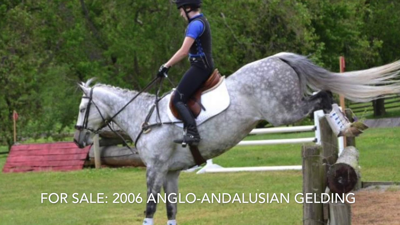 Go Horse Shop Horses for Sale in Aug2017