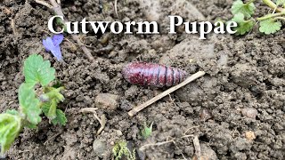 Cutworm Pupae - Informational Video