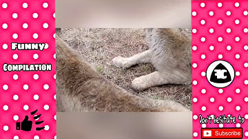 TRY NOT TO LAUGH or GRIN | Funny Kids Fails Compilation 2018 | Best Funny Kids & Animals Videos 2018