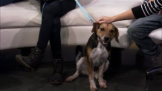 Pet Of The Day; October 29, 2018