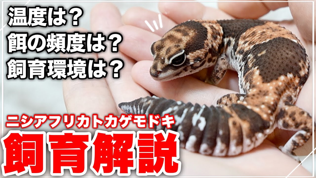 現ショップ店員のニシアフ飼育方法を解説！！
