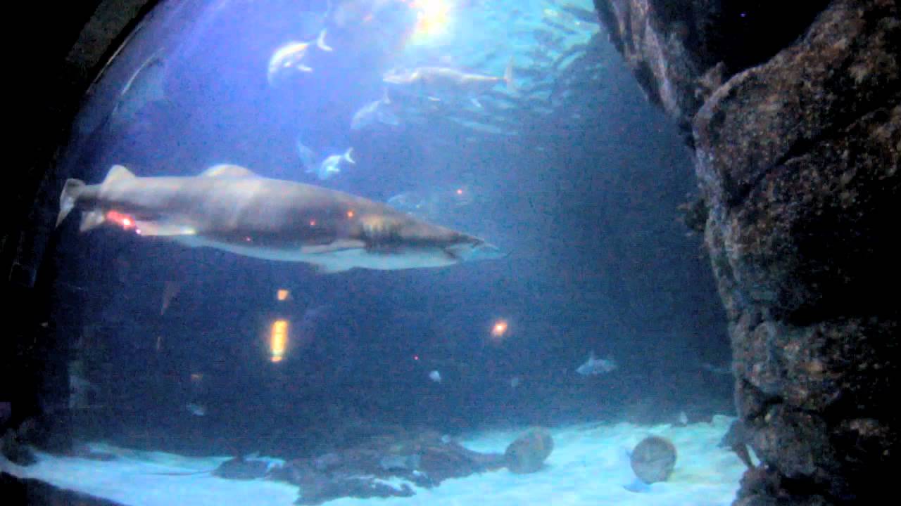 Virginia Aquarium YouTube