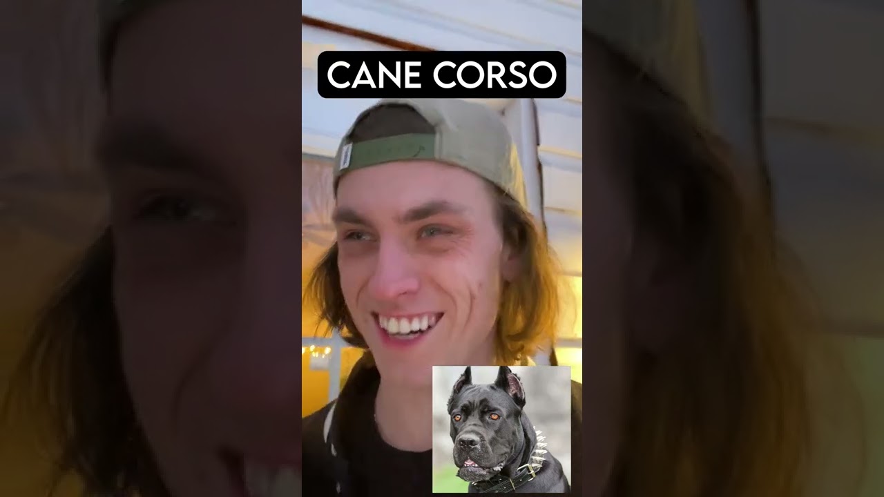 ⁣JauncyDev Dog Breeds TikTok Compilation