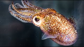 Searching for the Hawaiian Bobtail Squid with Hannah Osland