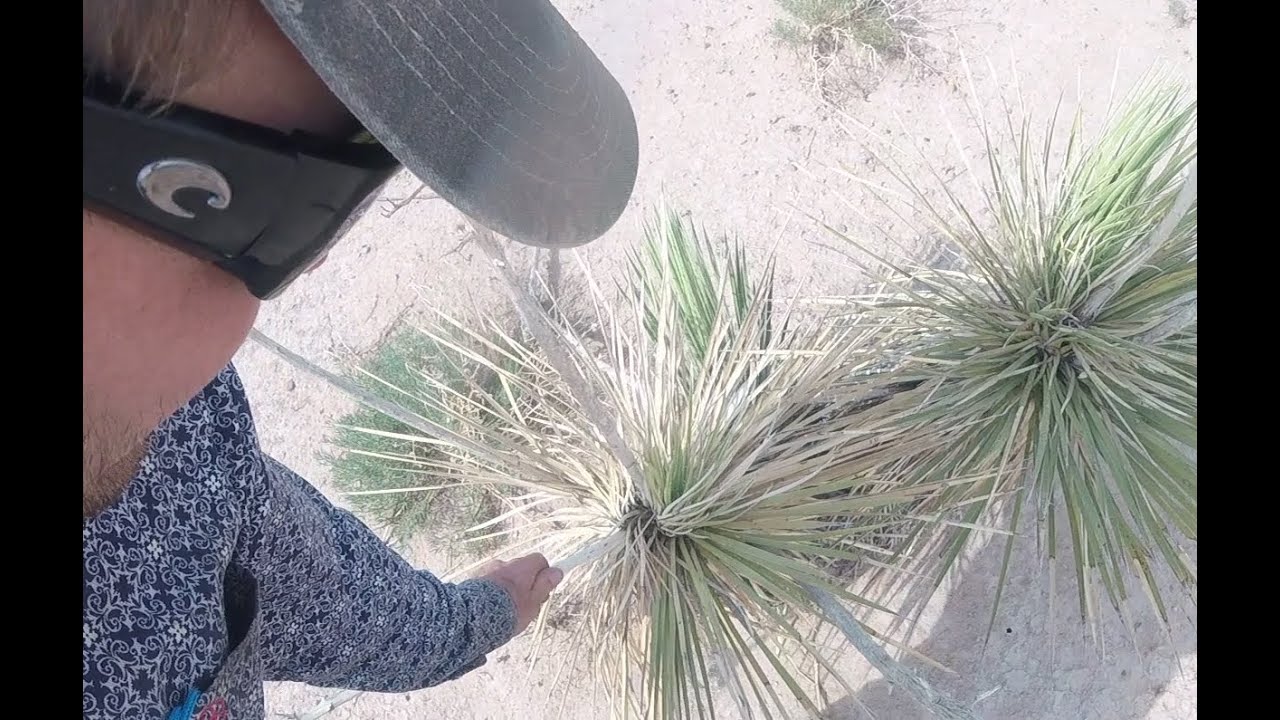How to: Friction Fire - Yucca hand drill