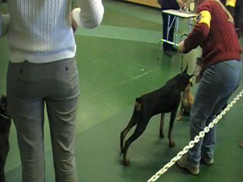 Doberman Novice Puppy - Murphey