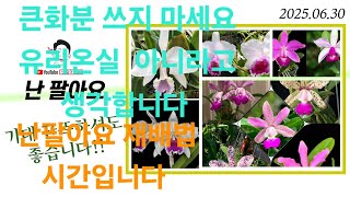 대한민국에서는 유리 온실 아닙니다. 큰화분 쓰지 마세요  난팔아요 재배법 시간입니다