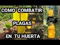 TRAMPAS CROMATICAS ¿COMO HACER ? 4 FORMAS DE TRAMPAS   CROMATICAS  ECOLOGICAS //PASO A PASO.