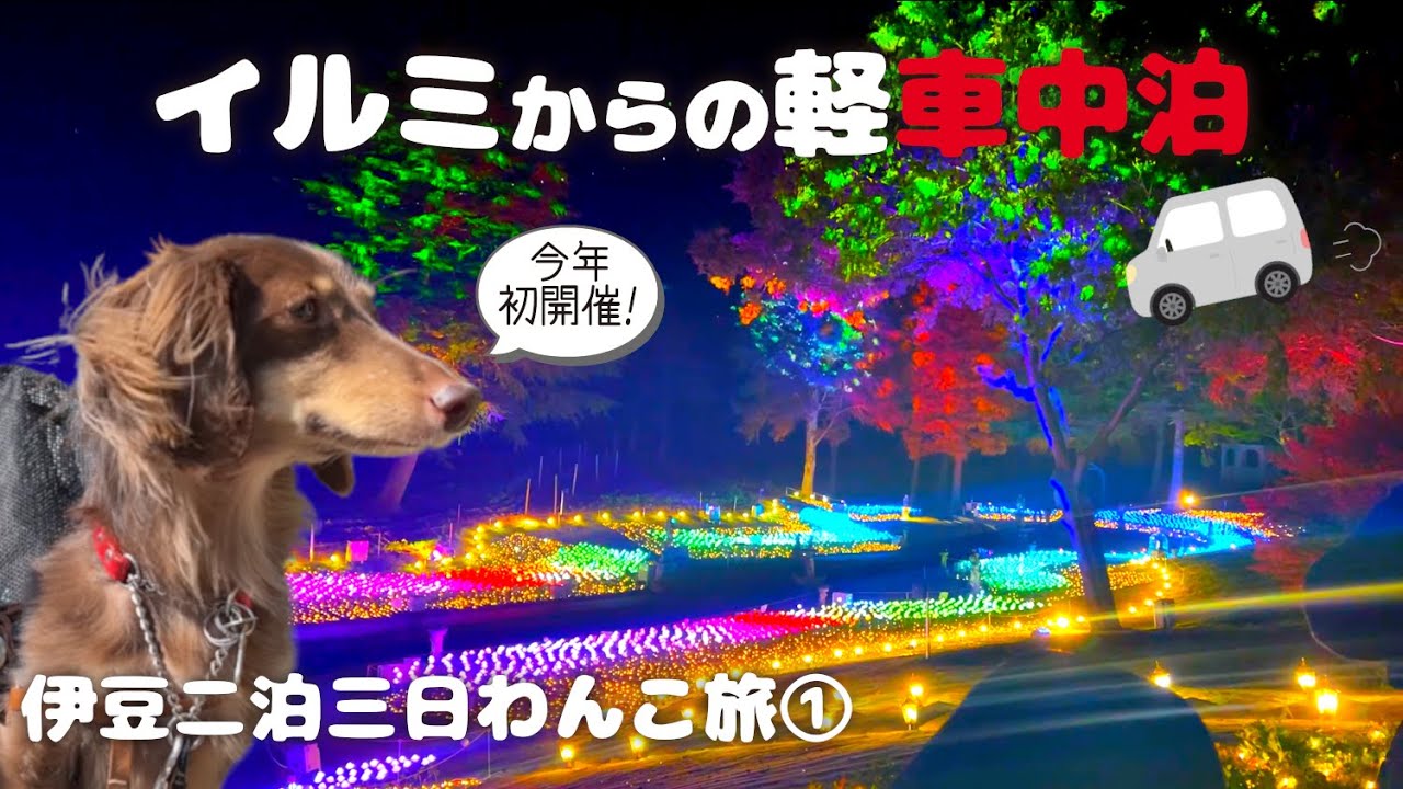 【犬連れ旅行静岡伊豆観光&車中泊】修善寺虹の郷のイルミネーションを楽しんで伊豆ゲートウェイ函南で軽自動車N-BOX+車中泊🚙2泊3日わんこ旅1/3 2022.11