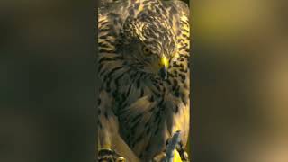 Eagle Atude 4K 60Fps Edit Whatsapp Status - From Gko Channel