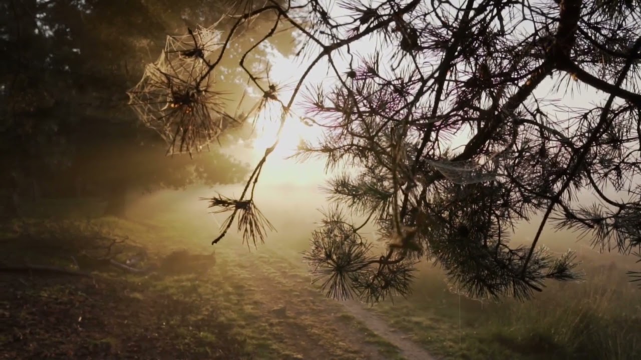 Tian Maier - Dreams of a nice Tomorrow