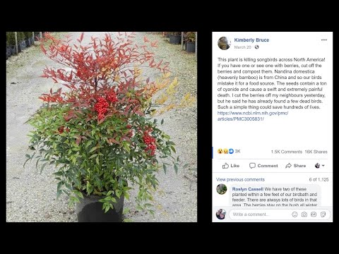 Video: Zullen nandina-bessen vogels doden?