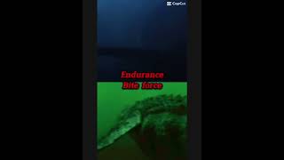 1975 Jaws Vs Primeval Mosasaurus