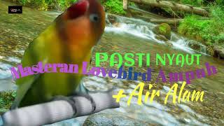 Masteran LOVEBIRD KONSLET TERAPI Suara AIR Mengalir
