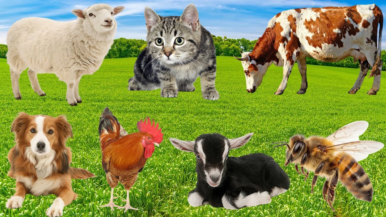 Farm Animal Sounds - Shark, Donkey, Cow, Peacock, Rabbit, Chicken, Monkey, Duck - Animal Video