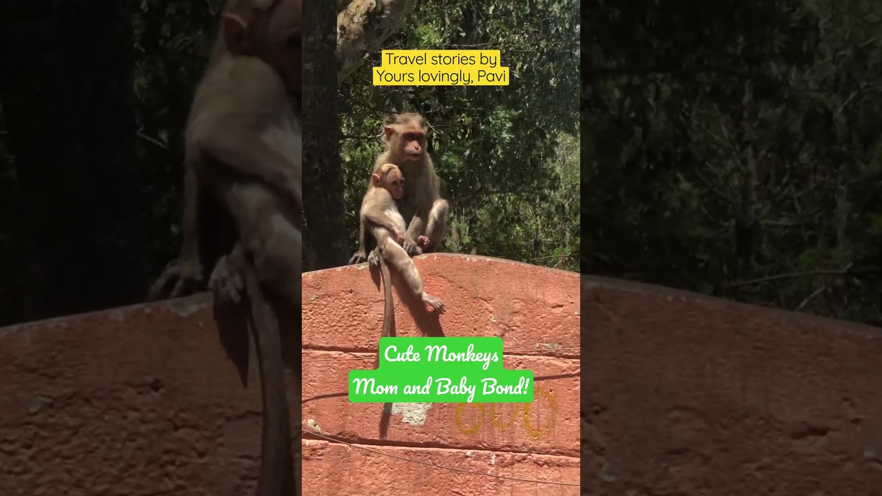 🐒 Cute Monkeys - Mom and Baby Bond!