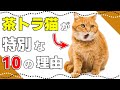【茶トラ猫の面白い真実10選】茶トラ猫が特別な理由とは
