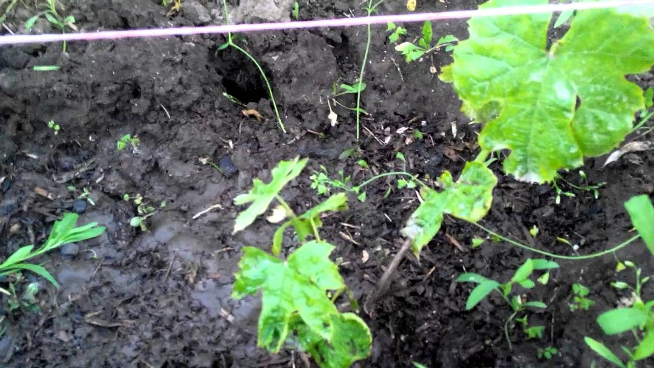 Виноград ГИБРИД БЕЛЫЙ поэтапное развитие куста (3 часть)