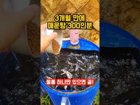 한국에서는 절대 따라 할 수 없는 미친 양식법｜The Impossible Backyard Catfish Farming Method in Cold Weather thumbnail