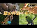 《地理·中国》 20211010 奇幻生境·深山兽影（下）|CCTV科教