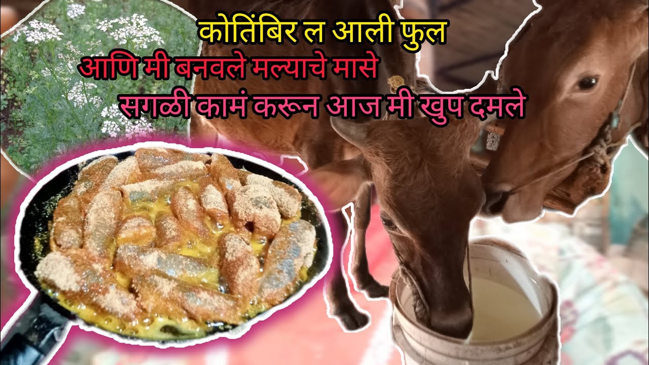  chiplunchi mulgi कोटिंबिर la aali फुल🌸🌿 आणि मी बनवले मल्याचे मासे सगळी काम करून मी खुप दमले 😥😢