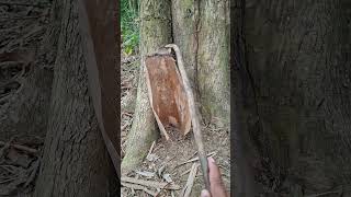 Peeking At Something Covered By Leaves