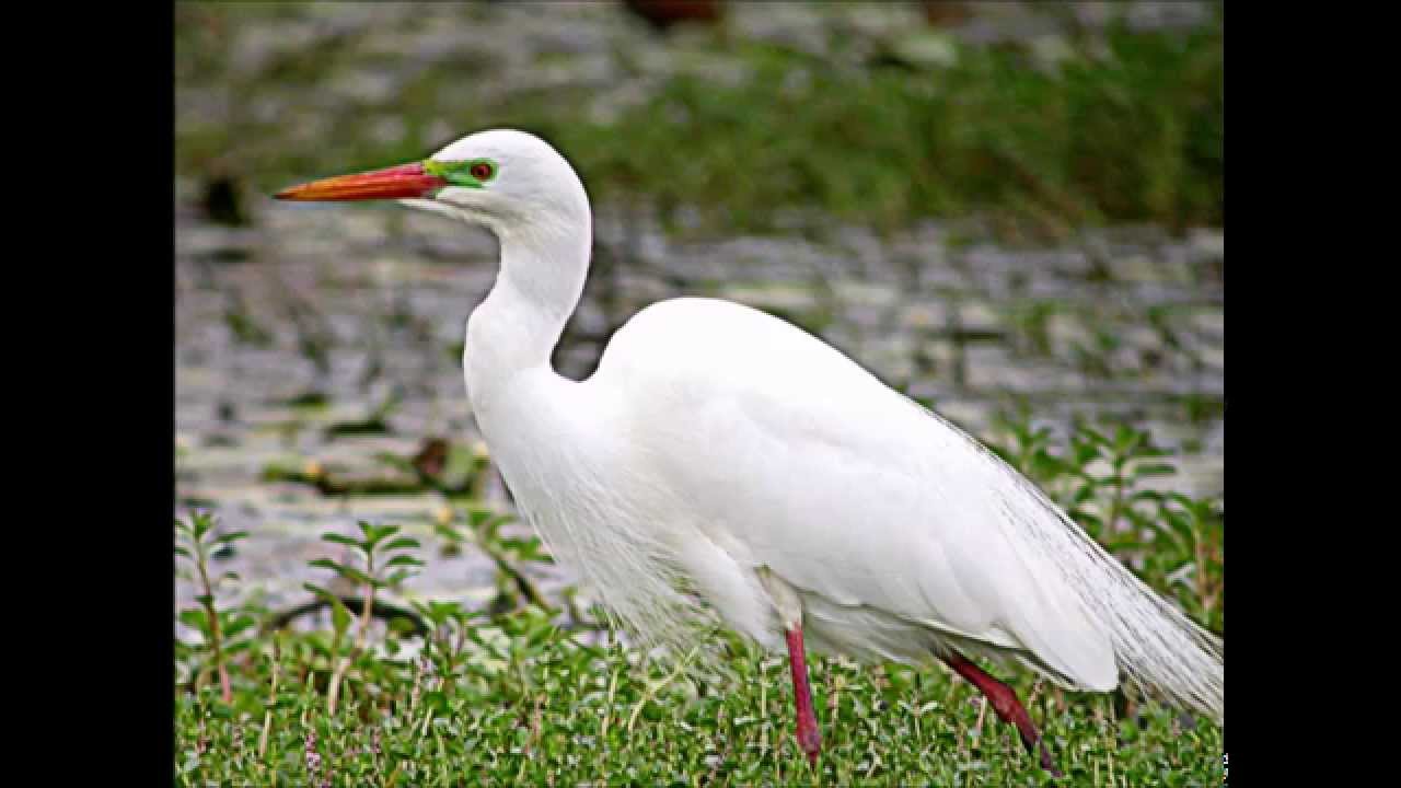 Intermediate Egret - Middelste Zilverreiger - Breeding plumage
