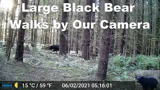 Large Black Bear Walks by Our Trail Camera