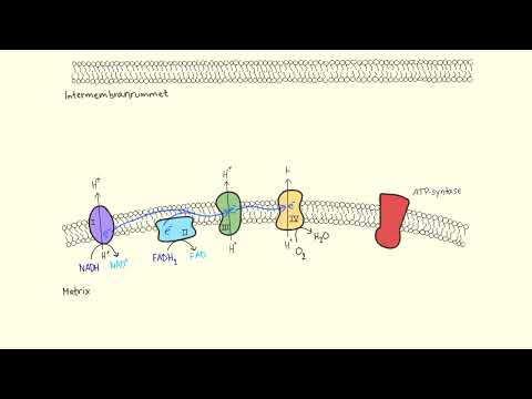 Video: Hvad er produktet af elektrontransportkæden?