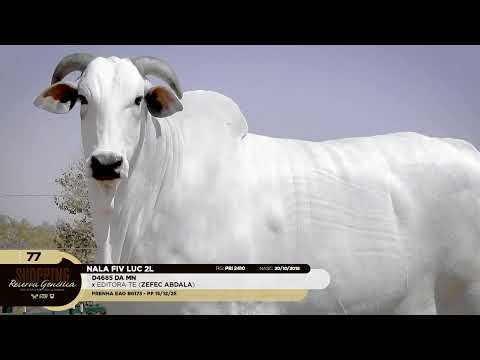 LOTE 77   NALA FIV LUC 2L   PRI 2410 zap 1