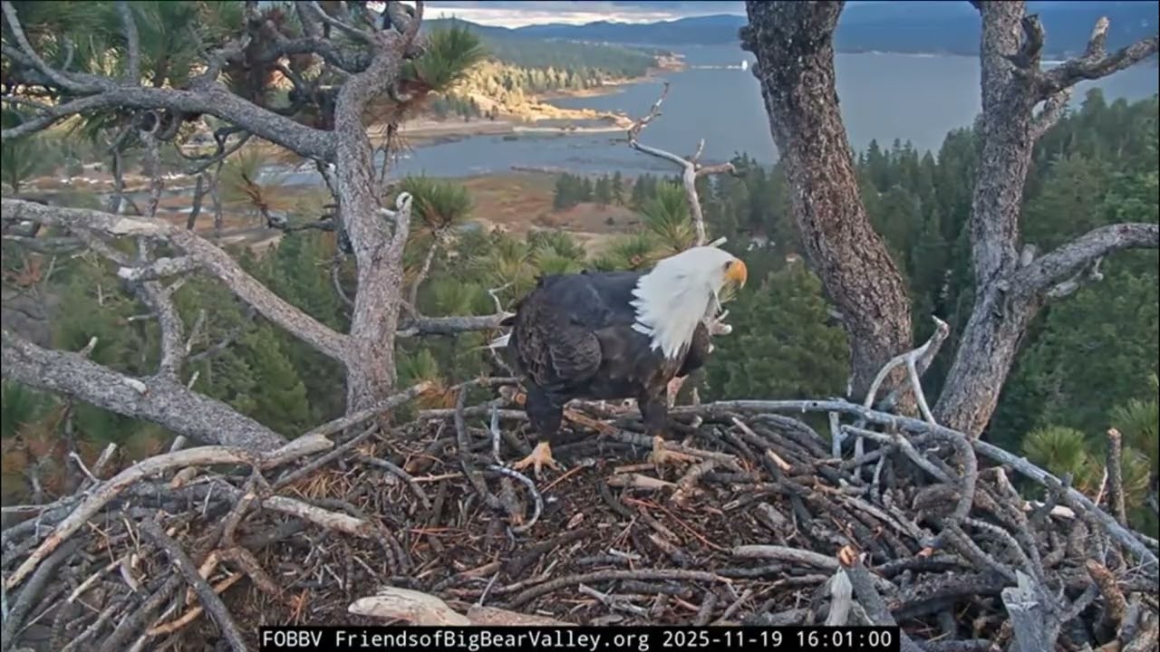 Jackie delivers stick in morning, Shadow drop by later