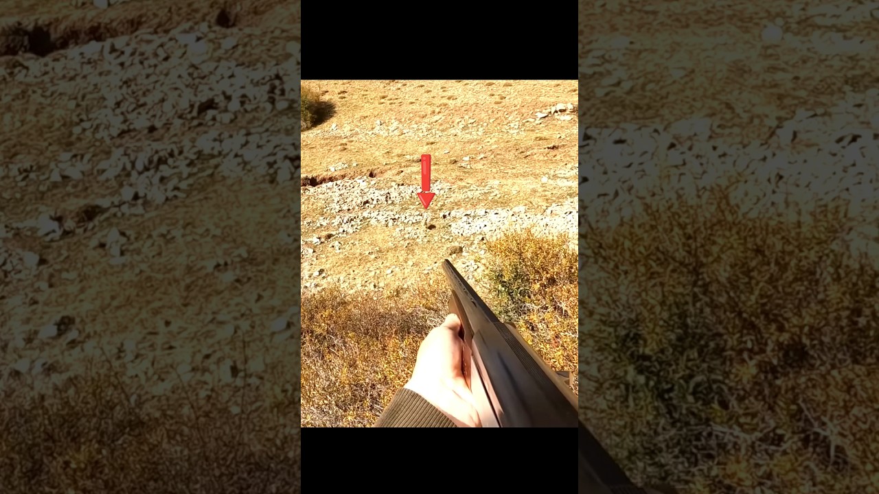 Охота на дикого кролика в России | Секунды перед выстрелом