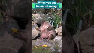 VIDEO'S I FOUND ON 9GAG 106 | #shorts #shortvideo #9gag #funnymemes #cat #dogs #amazinganimals VIDEO'S I FOUND ON 9GAG 106 | #shorts #shortvideo #9gag #funnymemes #cat #dogs #amazinganimals