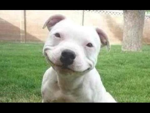 smiling dog