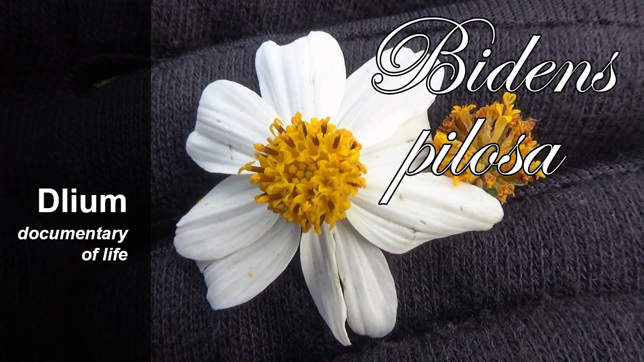 Череда волосистая (Bidens pilosa)